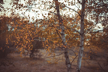 Fototapeta premium birch leaves yellowed on the branches. betula tree in the autumn