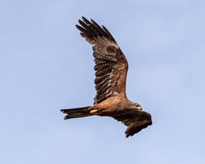 Black plane flying in clear sky