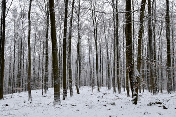 Buchenwald im Nationalpark Hunsrück-Hochwald