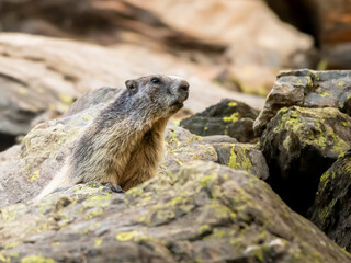 Naklejka na ściany i meble Marmot peeking out from behind a stone