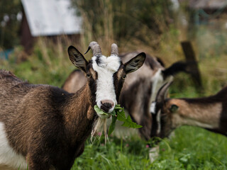 Young gray goat chews green grass on summer day in meadow