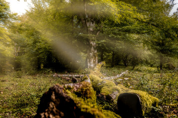 Enchanted forest with fallen tree