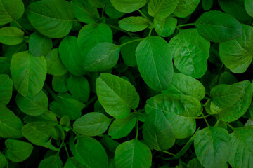 Naklejka na ściany i meble closeup nature view of green leaves background and dark tone