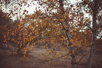 birch leaves yellowed on the branches. betula tree in the autumn
