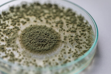 Close up of Aspergillus oryzae is a filamentous fungus, or mold that is used in food production, such as in soybean fermentation for education in laboratory.