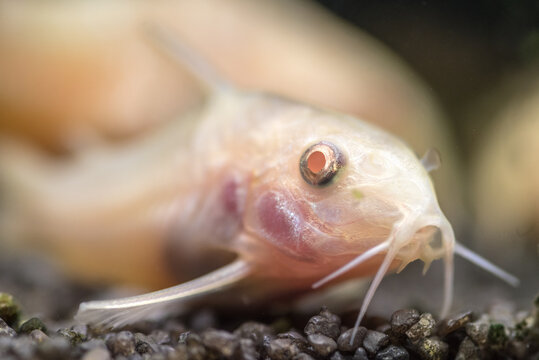 Closeup shot of clarias