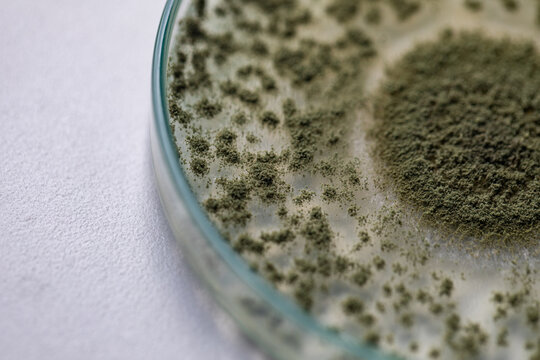 Close up of Aspergillus oryzae is a filamentous fungus, or mold that is used in food production, such as in soybean fermentation for education in laboratory.