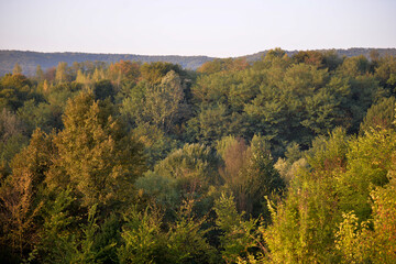forest that changes color from green to yellow. morning landscape with calm light shining through the leaves of the trees