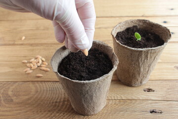 A gloved hand plants cucumber seeds in a peat pot.