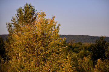 Fototapeta premium forest that changes color from green to yellow. morning landscape with calm light shining through the leaves of the trees