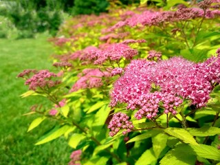 The front yard in spring garden landscape design with bright green lawn and flowers Spiraea.