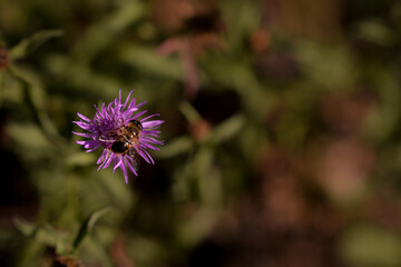 Fototapeta premium a bee collecting pollen from centaurea jacea. bombus sitting on the purple flower
