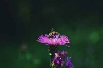 a bee collecting pollen from centaurea jacea. bombus sitting on the purple flower