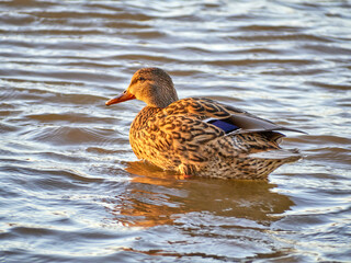 A female mallard duck (Anas platyrhynchos) swimming along the river bank.