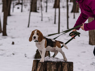 Сute beagle puppy (3,5 month) at winter walk