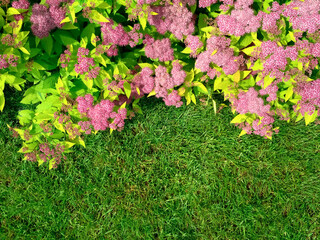 The front yard in spring garden landscape design with bright green lawn and flowers Spiraea.