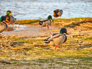 Families of ducks Anas platyrhynchos on the river at sunset