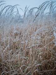 Frozen grass in winter