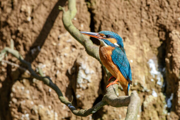 Eisvogel (Alcedo atthis) Weibchen