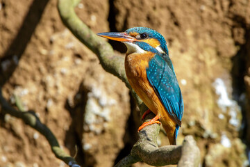 Eisvogel (Alcedo atthis) Weibchen