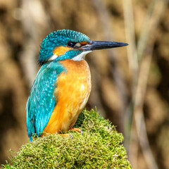 Eisvogel (Alcedo atthis) Männchen