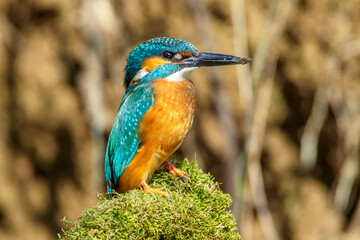 Eisvogel (Alcedo atthis) Männchen