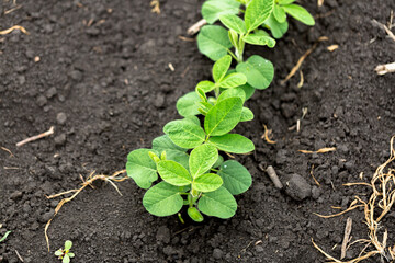 Fresh green soy plants on the field in spring. Rows of young soybean plants 