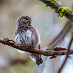 Sperlingskauz (Glaucidium passerinum)