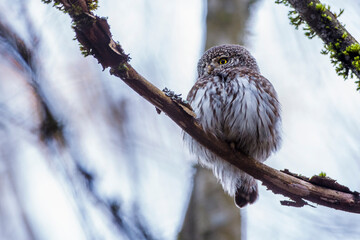 Sperlingskauz (Glaucidium passerinum)