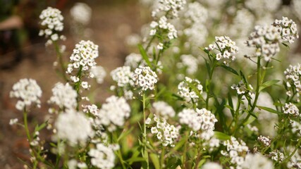 Tender white flowers in garden, California USA. Springtime meadow romantic atmosphere, morning delicate pure greenery. Spring fresh garden or lea in soft focus. Natural botanical blossom close up.
