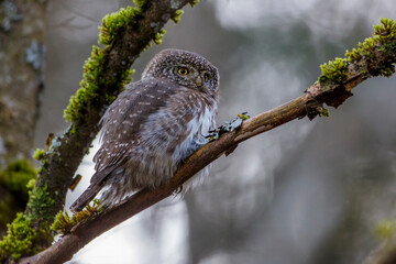 Sperlingskauz (Glaucidium passerinum)