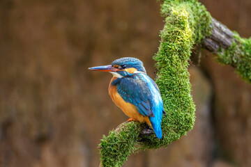 Eisvogel (Alcedo atthis) Weibchen