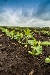 Fresh green soy plants on the field in spring. Rows of young soybean plants 