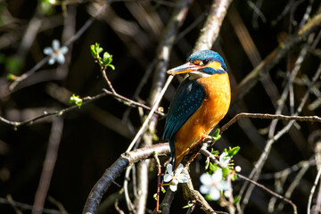 Eisvogel (Alcedo atthis) Weibchen