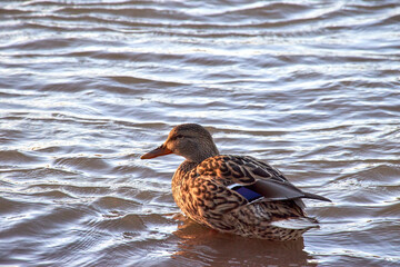 A female mallard duck (Anas platyrhynchos) swimming along the river bank.