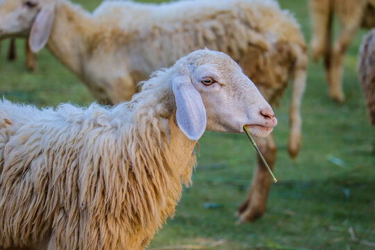 Sheep in the farm and eating the grass.