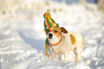 Jack Russell dog on the snow