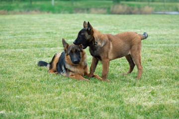 german shepherd  and belgian shepherd malinua lie on the grass