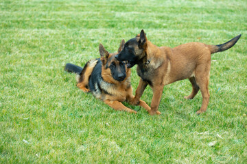 german shepherd  and belgian shepherd malinua lie on the grass