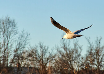 Black-headed Gull (Chroicocephalus ridibundus) flying over the river.