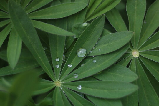 water drops on a leaf