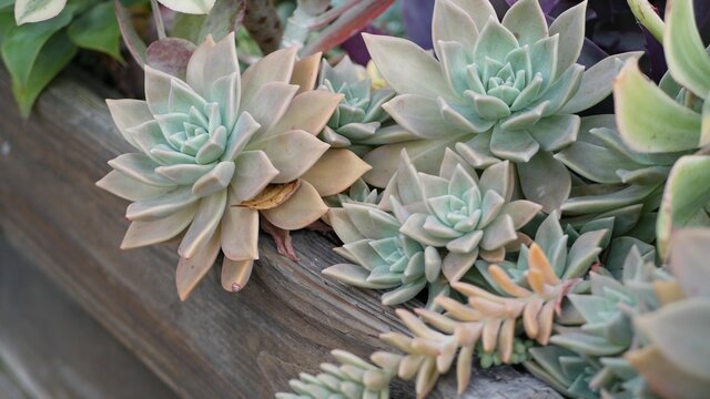 Succulent plants collection, gardening in California, USA. Home garden design, diversity of various botanical hen and chicks. Assorted mix of decorative ornamental echeveria houseplants, floriculture.