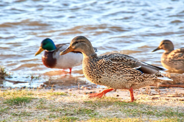 A couple of mallard ducks (Anas platyrhynchos) walking along the river bank.