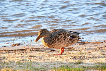 A female mallard duck (Anas platyrhynchos) walking along the river bank.