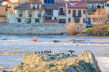 Fototapeta na wymiar Ducks, geese, pigeons and cormorants on a river rock at sunset in Zamora