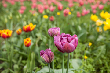 Flowering spring meadow with tulips.