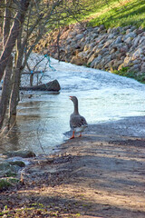 Fototapeta premium Goose swimming in the river in search of food