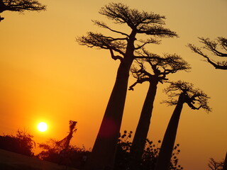 Baobab trees at sunset at the avenue of the baobabs in Morondava　(Madagascar)