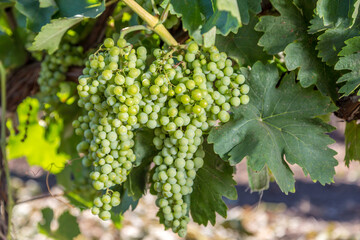 View of green grapes hanging in big bunches from branches in green foliage