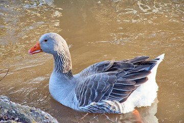 Goose swimming in the river in search of food